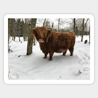 Scottish Highland Cattle Cow 2269 Sticker